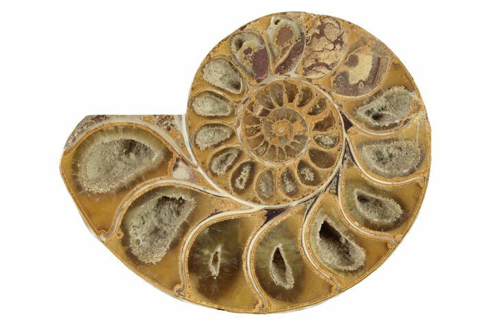 Jurassic Cut & Polished Ammonite Fossil (Half)- Madagascar #229206